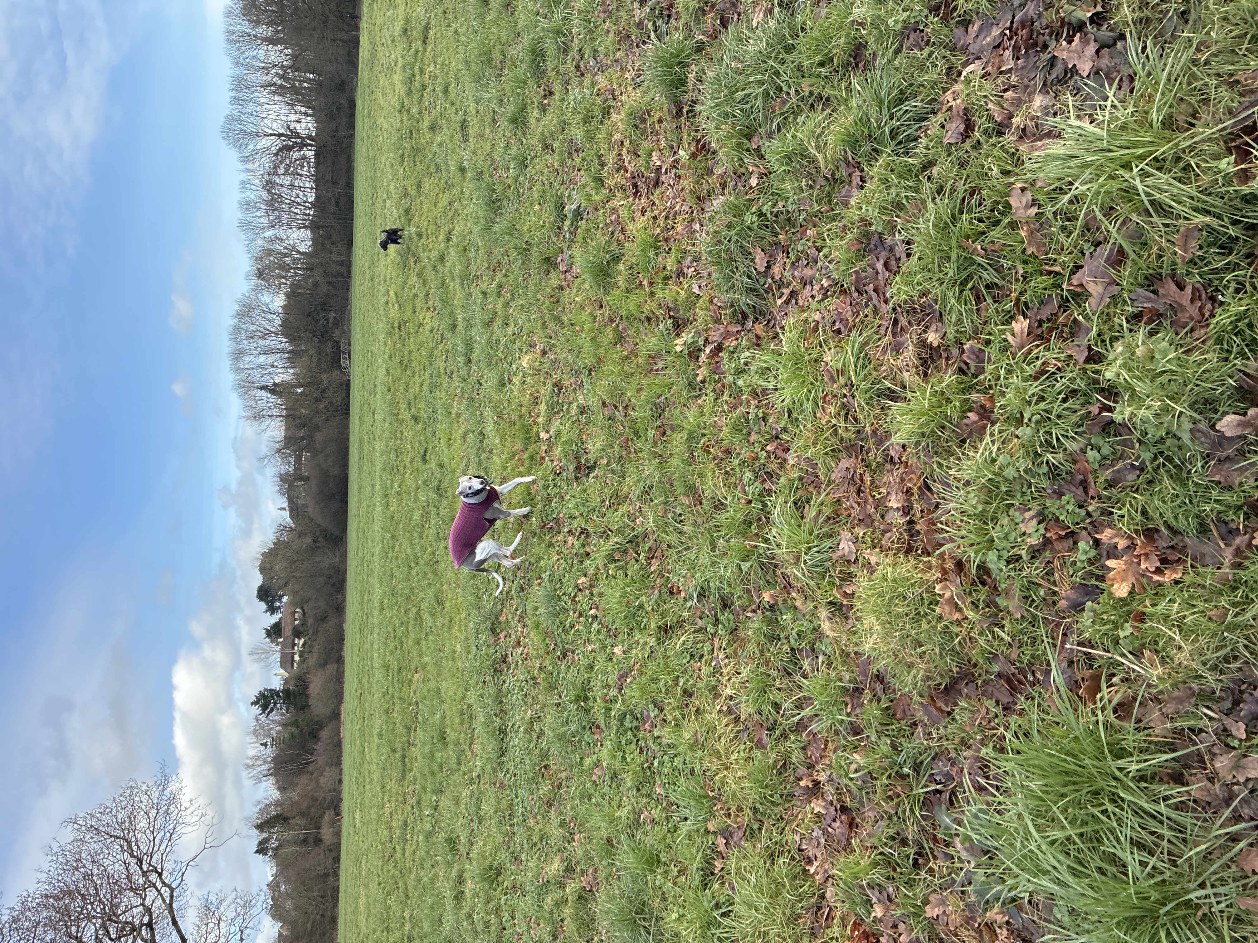 Dog Freedom Private Field